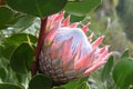 Colorful pink King Protea in the Botanical Garden in Cape Town in South Africa Ã¢â¬â the national flower of South Africa Royalty Free Stock Photo